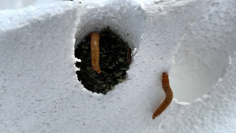 the process supplies nourishment to moss and mealworms setting a new ecosystem in the artificial environment