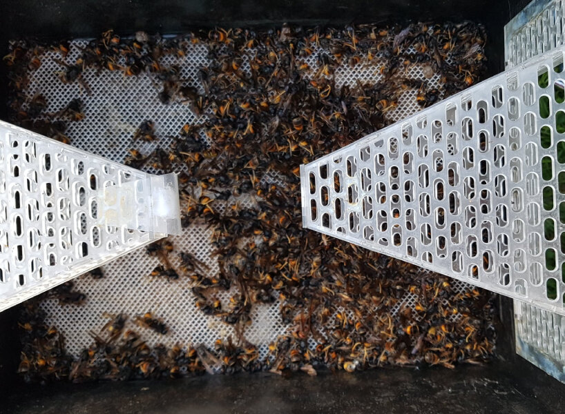 jabeprode cage asian hornets