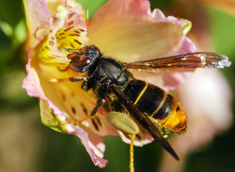 jabeprode cage asian hornets