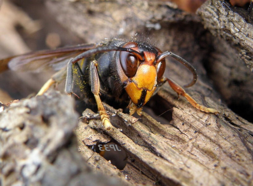 jabeprode cage asian hornets