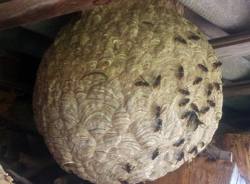 jabeprode cage asian hornets