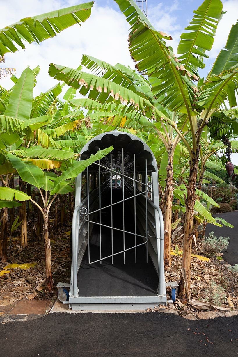 new banana garden by fernando menis takes over former oil tank in the canary islands