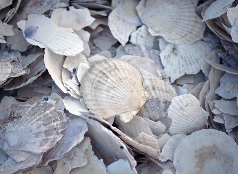 hotamet scallop helmet