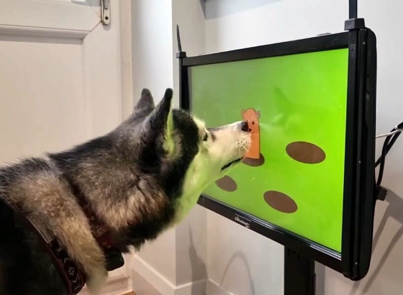 video games dogs dementia