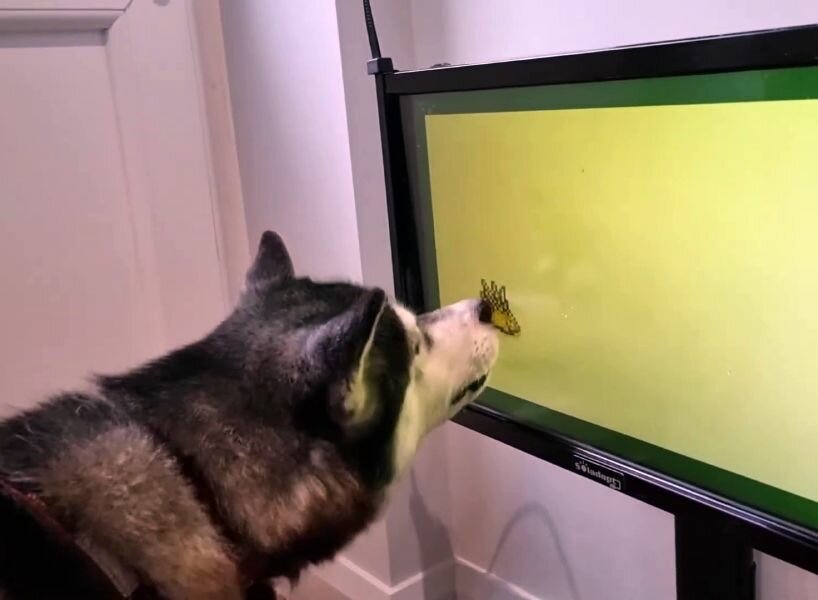 video games dogs dementia