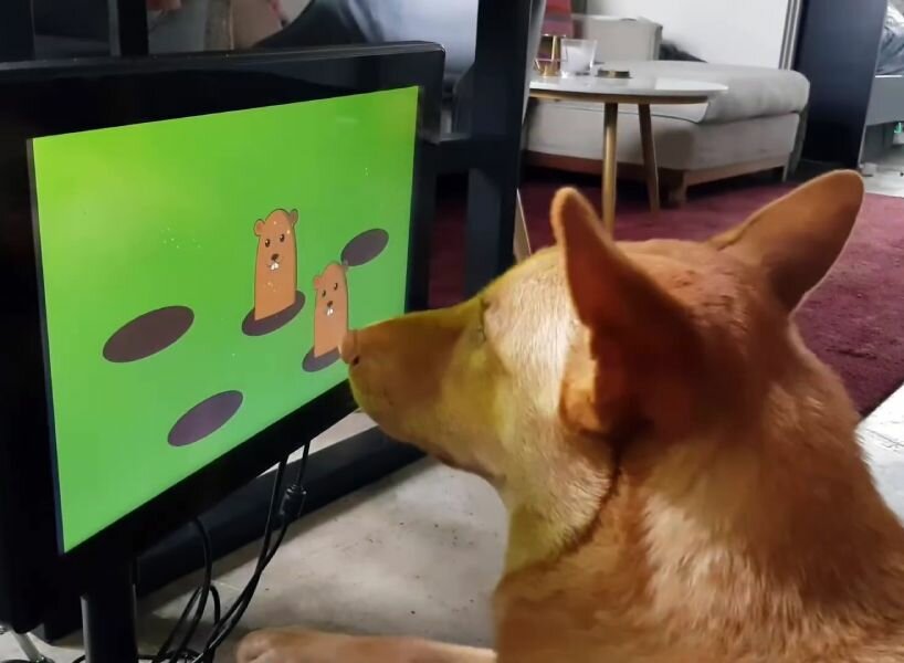 video games dogs dementia