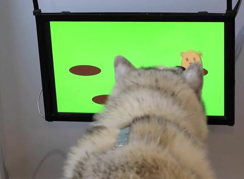 video games dogs dementia