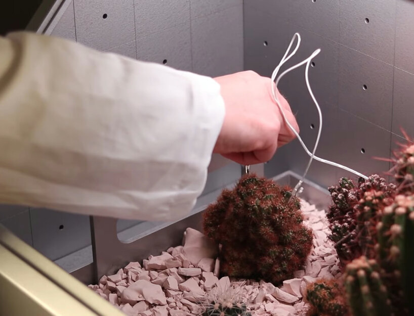 desert songs love hultén 