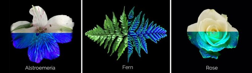 bio-based serum transforms plants into fluorescent artwork