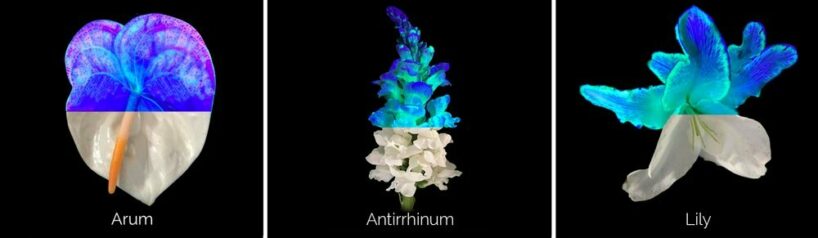 bio-based serum transforms plants into fluorescent artwork