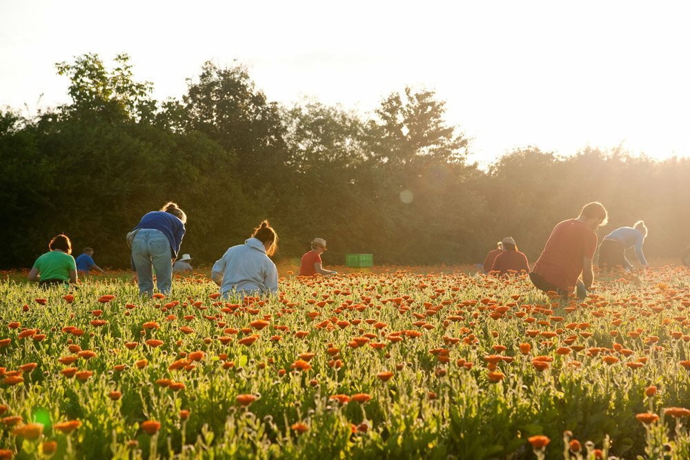 Cultivation of calendula plants, apothecary garden, Schwäbisch Gmünd, Germany, 2016 © Weleda, Photo: Barbara von Woellwarth