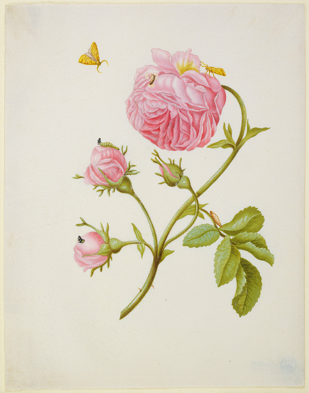 Maria Sibylla Merian, Rose with metamorphosis of leaf roller and a glued beetle larva, after 1679 © Sammlung Städel Museum Frankfurt