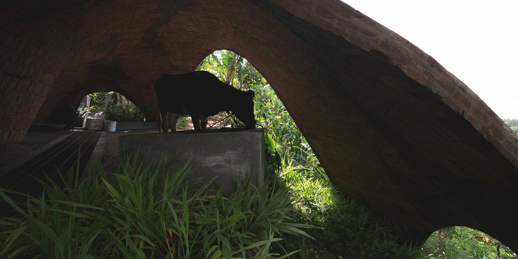 earthscape studio's vaulted cowshed nestles into kerala's hillside
