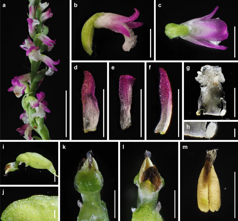 new pink orchid species japan
