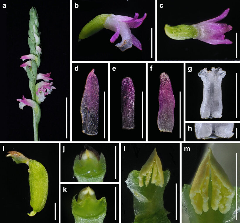 new pink orchid species japan