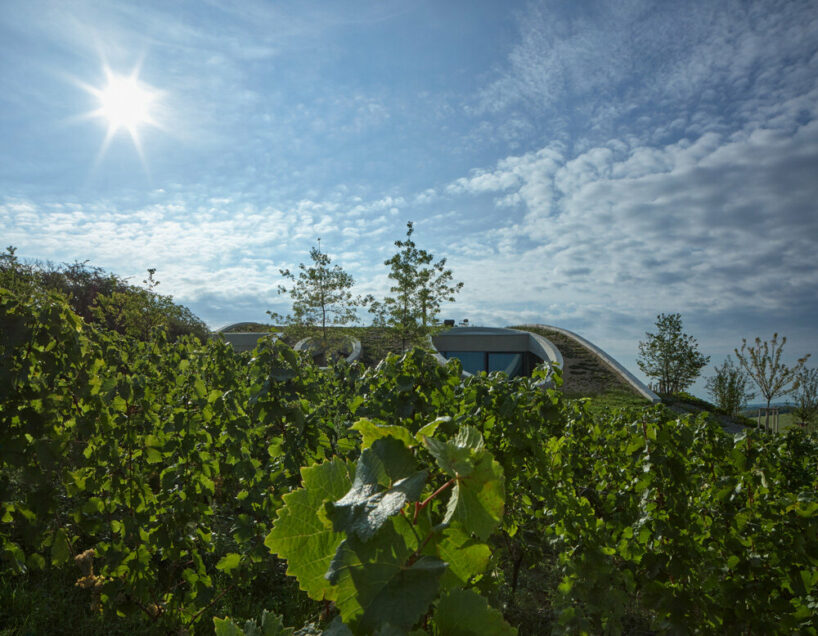 gurdau winery emerges as a ripple in the undulating landscape of kurdějov in czech republic