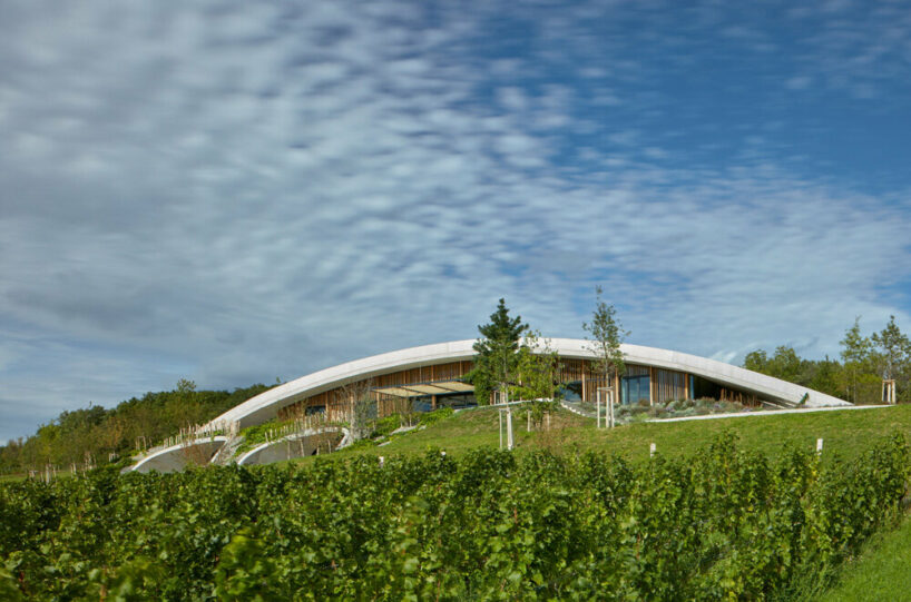 gurdau winery emerges as a ripple in the undulating landscape of kurdějov in czech republic