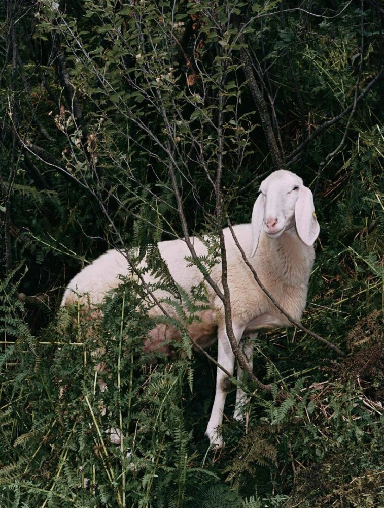 © Formafantasma, seasonal transhumance, 2022, Alagna Valsesia, Piedmont, Italy