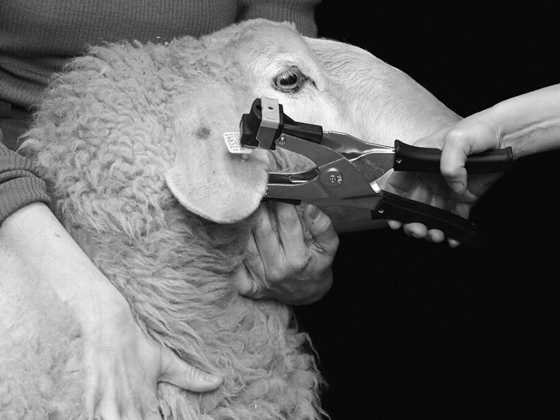 Joanna Piotrowska and Formafantasma, Tactile Afferents, 2023, co-produced by Nasjonalmuseet and Fondazione In Between Art Film | Still from the movie