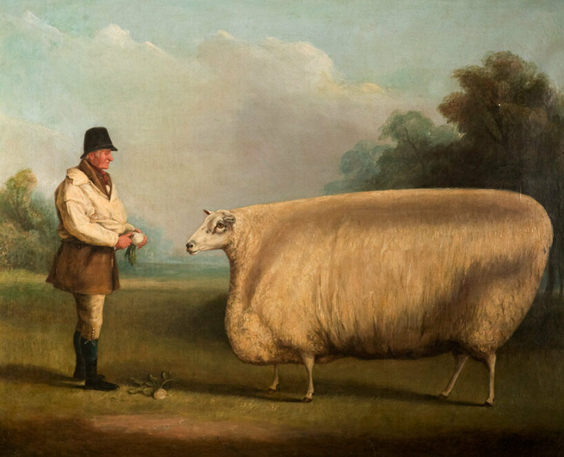 William Henry Davis, Prize Sheep, oil on canvas, 1838, loan from Museum of Lincolnshire Life, United Kingdom