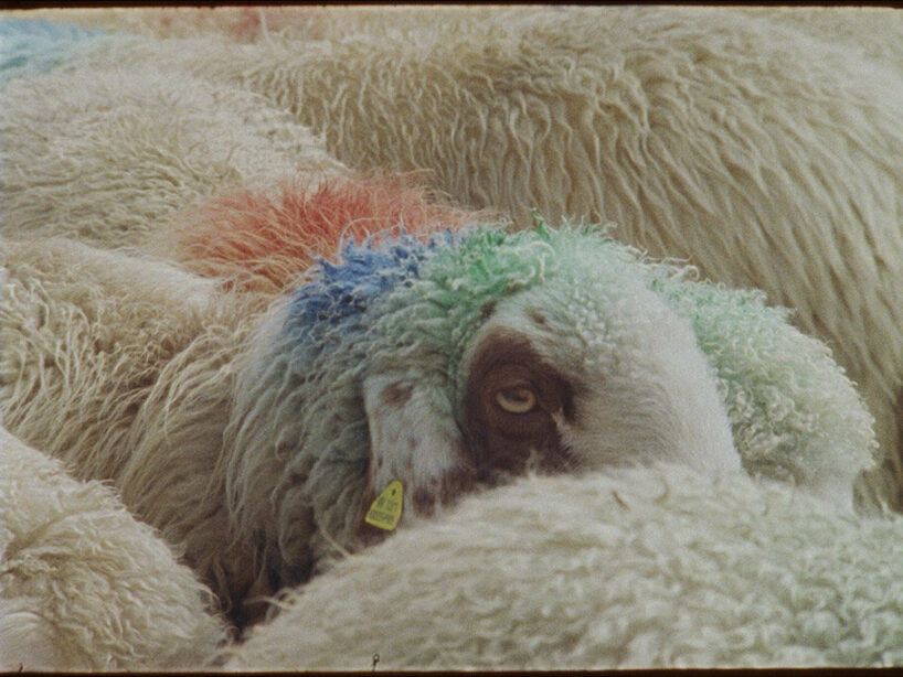 Joanna Piotrowska, seasonal transhumance from Austria to Italy, 2022, Val Senales, South Tyrol, Italy | shot on 16mm film, video stills