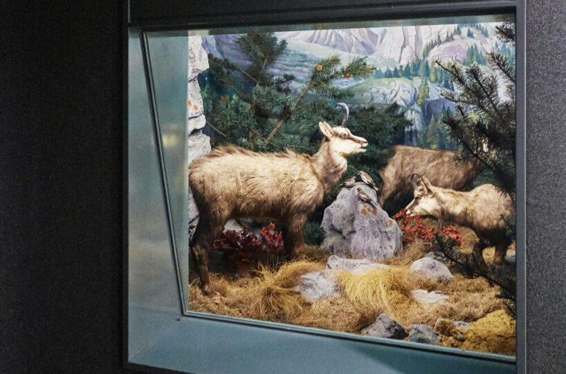 © Formafantasma, Natural History Museum's dioramas, 2022, Museo di Storia Naturale, Milan, Italy