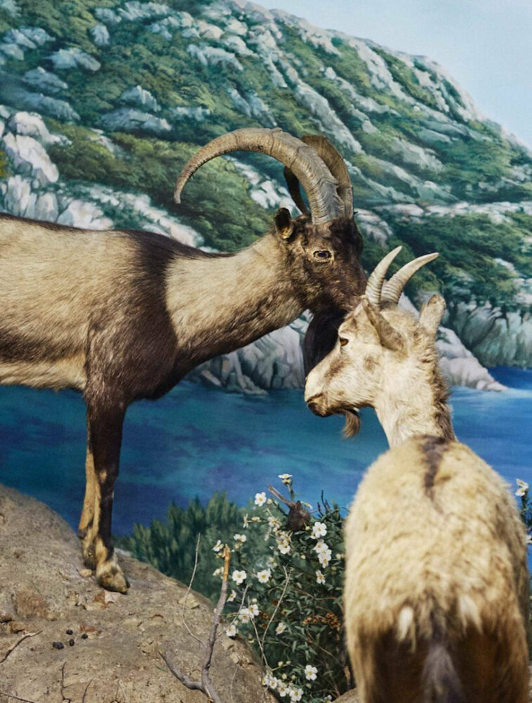 © Formafantasma, Natural History Museum's dioramas, 2022, Museo di Storia Naturale, Milan, Italy