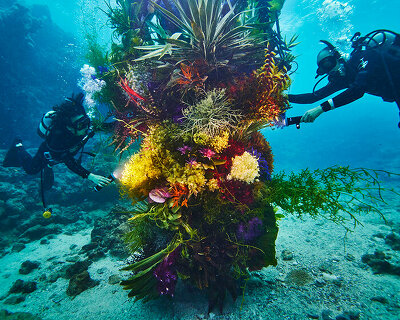 diving into nature: azuma makoto's floral installation blooms in japan's uncharted waters