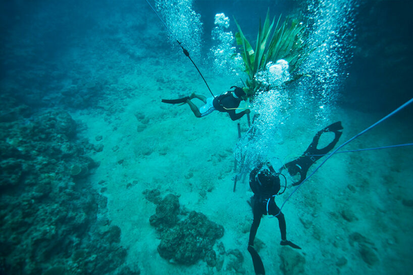 diving into nature: azuma makoto’s floral installation blooms in japan’s uncharted waters