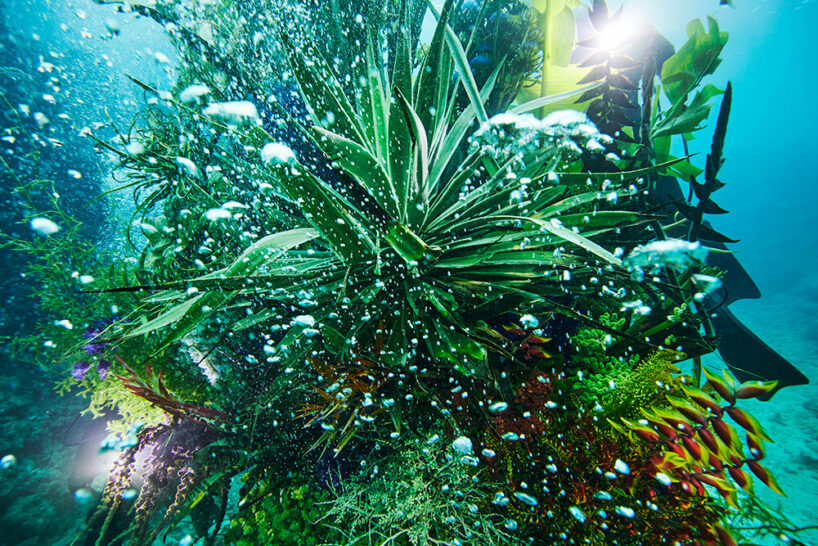 diving into nature: azuma makoto’s floral installation blooms in japan’s uncharted waters