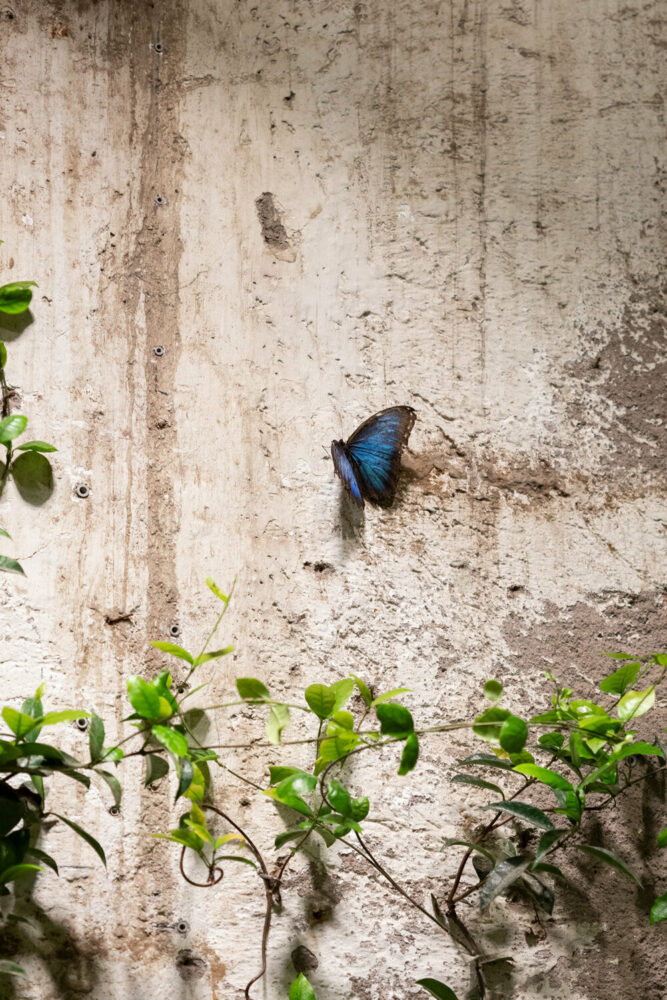 black butterflies become part of the exhibition 