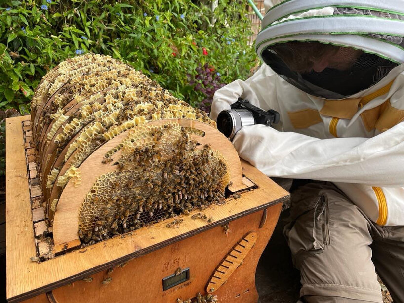 for a traditional honey extraction, the beekeepers can pull out the round honeycombs from the wooden beehive