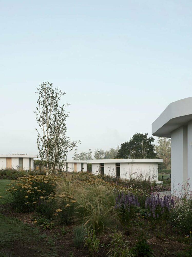 the extensive cattle pastures are mixed with the eucalyptus monoculture surrounding the plot