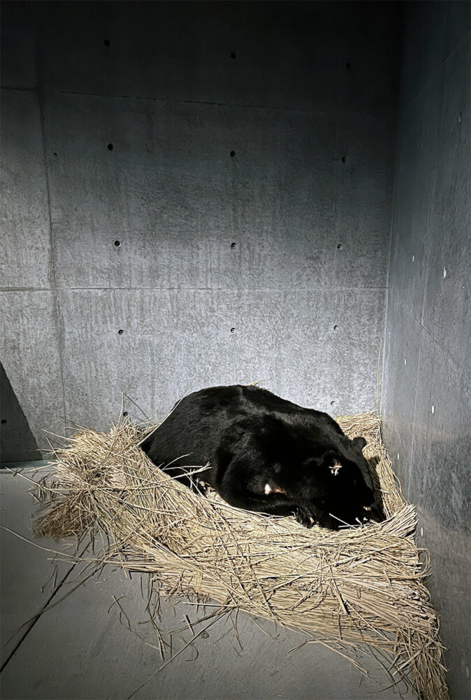 forest in the shell by Aoi Nagasawa | image © designboom