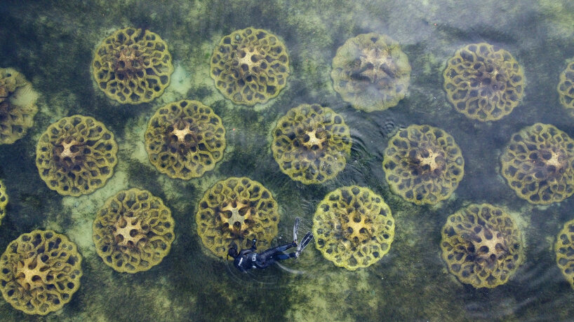 reef design lab erosion concrete