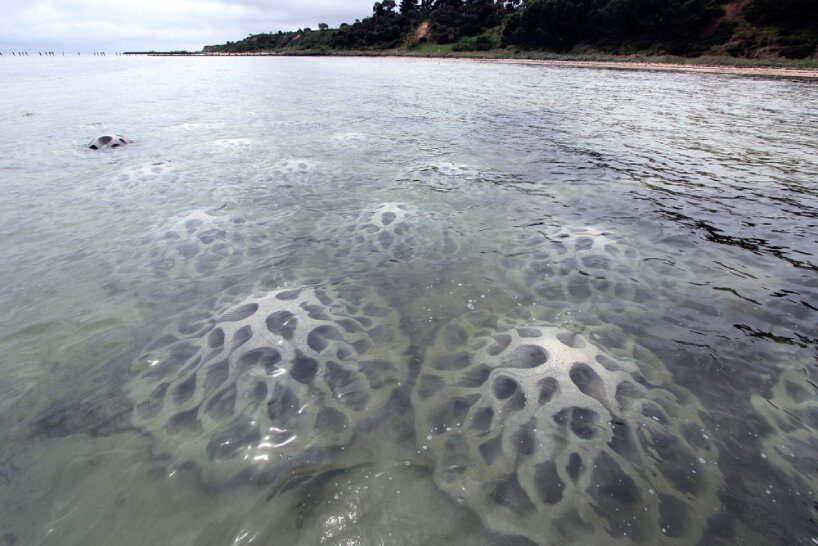 reef design lab erosion concrete