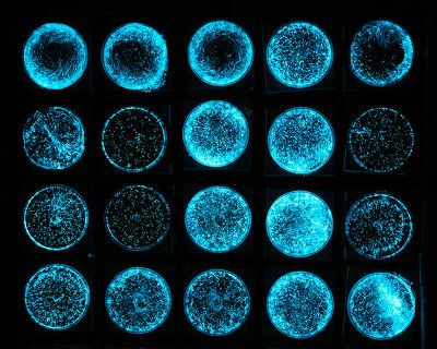 zoë breed uses bioluminescent algae as bio-pixels to create a living light show