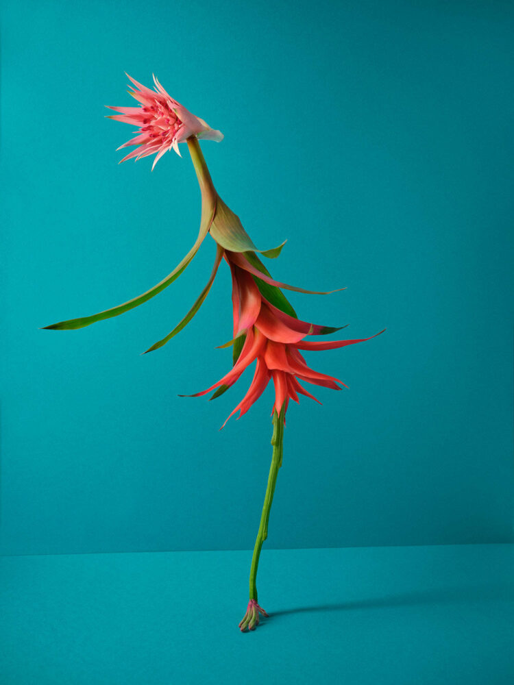 image © Natalie Strohmaier, National Awards 1st Place, Germany