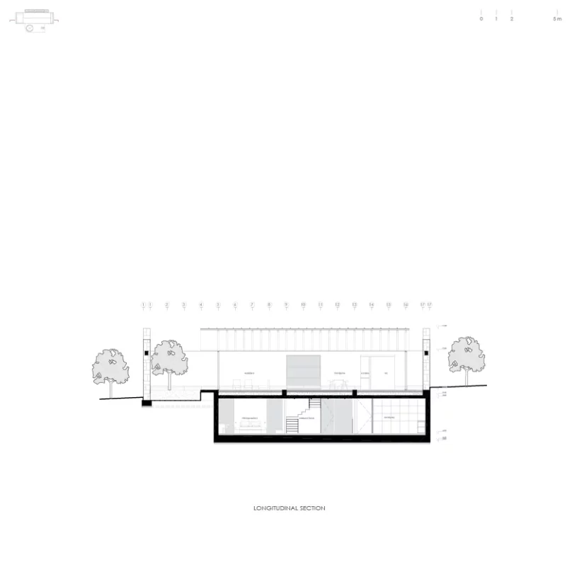 longitudinal section