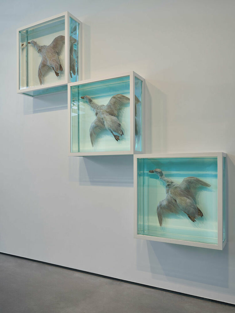 Damien Hirst, Natural History