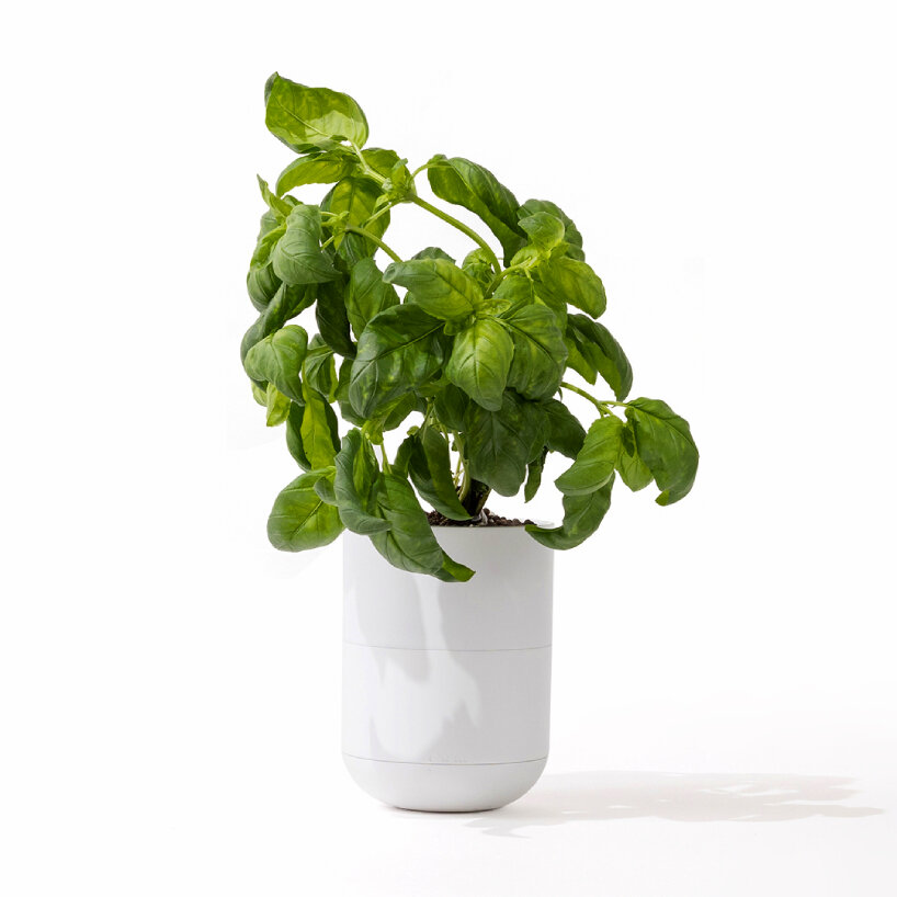 moss self-watering grow lamp plants herbs