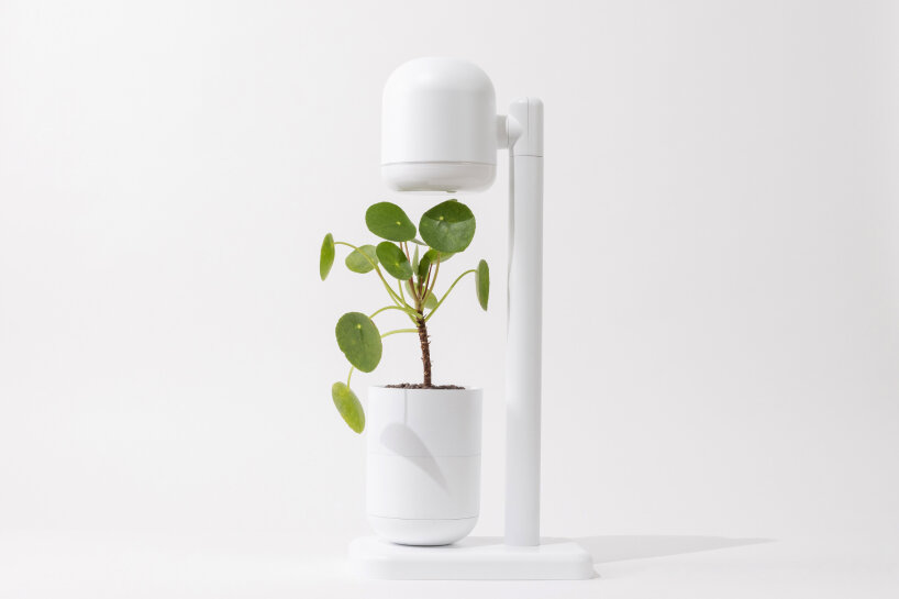 moss self-watering grow lamp plants herbs