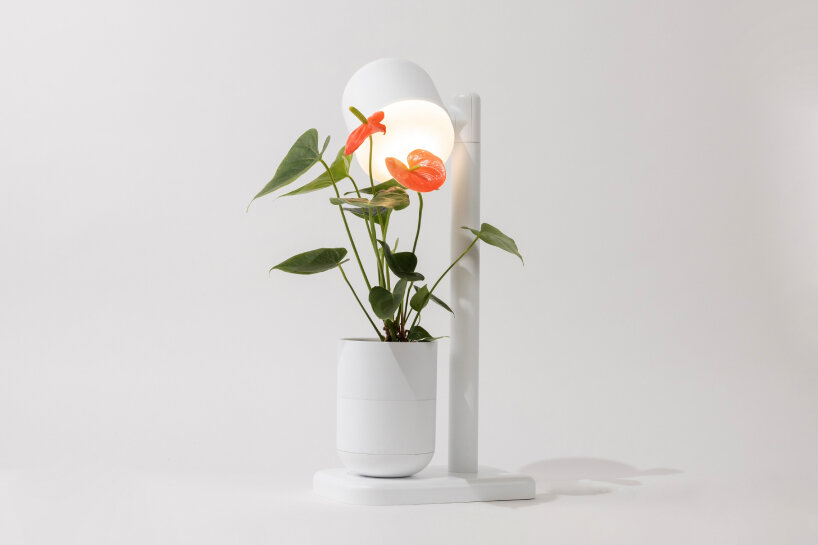 moss self-watering grow lamp plants herbs