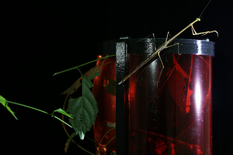 sabine marcelis 3d-printed armature case deep exopack