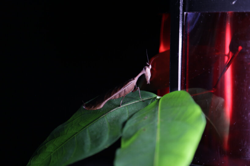 sabine marcelis 3d-printed armature case deep exopack