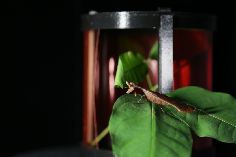 sabine marcelis 3d-printed armature case deep exopack