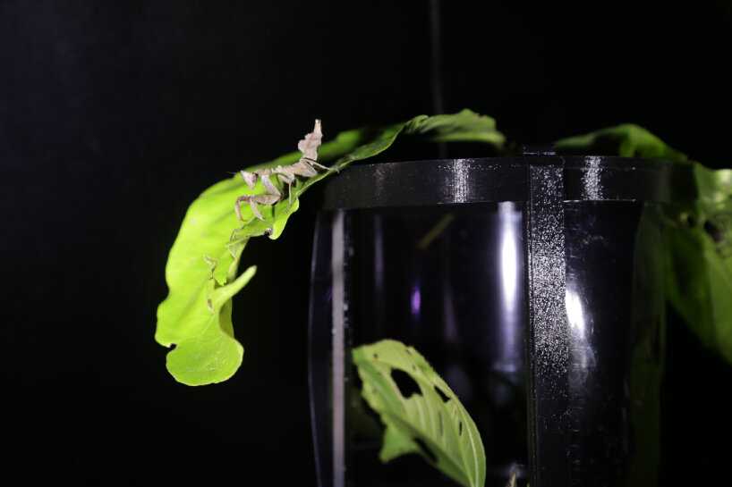 sabine marcelis 3d-printed armature case deep exopack