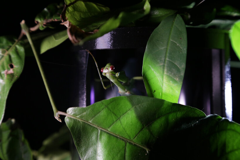 sabine marcelis 3d-printed armature case deep exopack