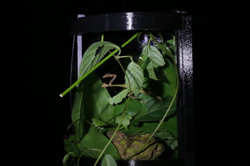 sabine marcelis 3d-printed armature case deep exopack