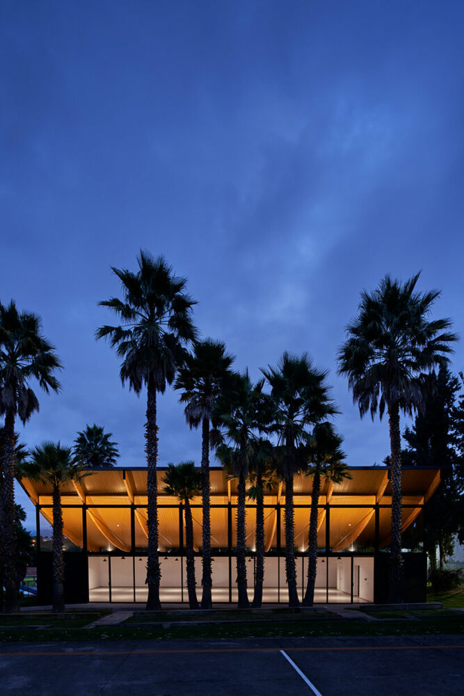 pre-existing palm trees filter afternoon sunlight and contribute to the facade's rhythm